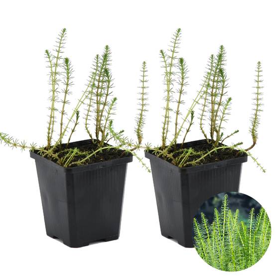Lot de 2 - Hippuris Vulgaris - Hippuride - Plantes de bassin - H. 10-20 cm - P. 11 cm - Image 1