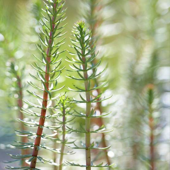 Lot de 2 - Hippuris Vulgaris - Hippuride - Plantes de bassin - H. 10-20 cm - P. 11 cm - Image 4