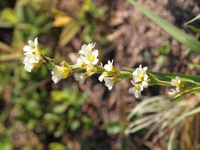 Sisyrinchium striatum Godet de 8/9 cm