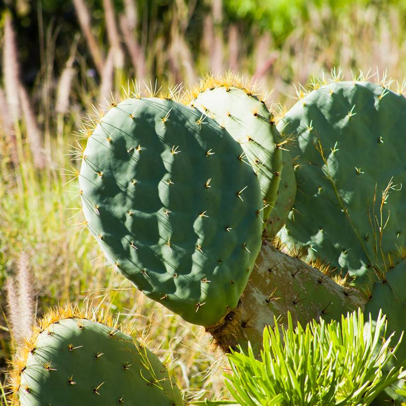 Opuntia robusta - Cactus raquette Pot de 7,5L/10L, 40/50 diamtre - Gamm  vert