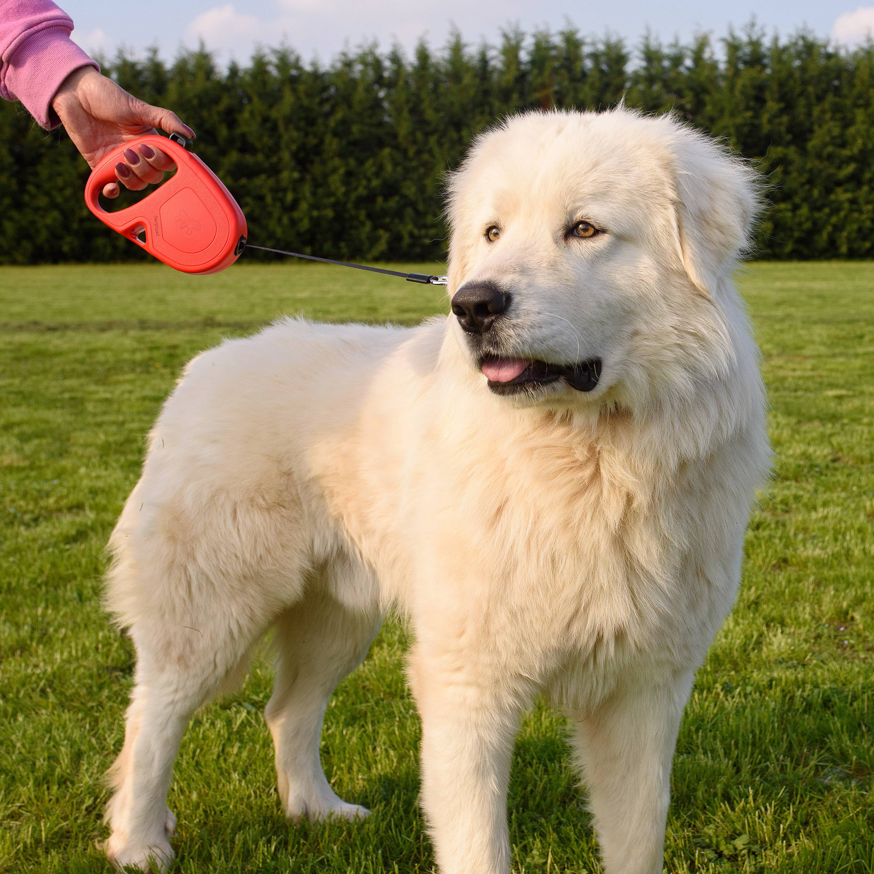 Ferplast - Ferplast Laisse Chien Enrouleur FLIPPY ONE, Laisse pour Grands Chiens jusqu'à 50 Kg. Sangle Extensible max 5 m. Bouton unique pour verrouiller et - Image 9