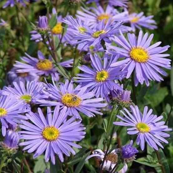 Promesse de Fleurs - Oeil de Christ Dr Otto Petschek - Aster amellus Dr Otto Petschek Godet de 8/9 cm