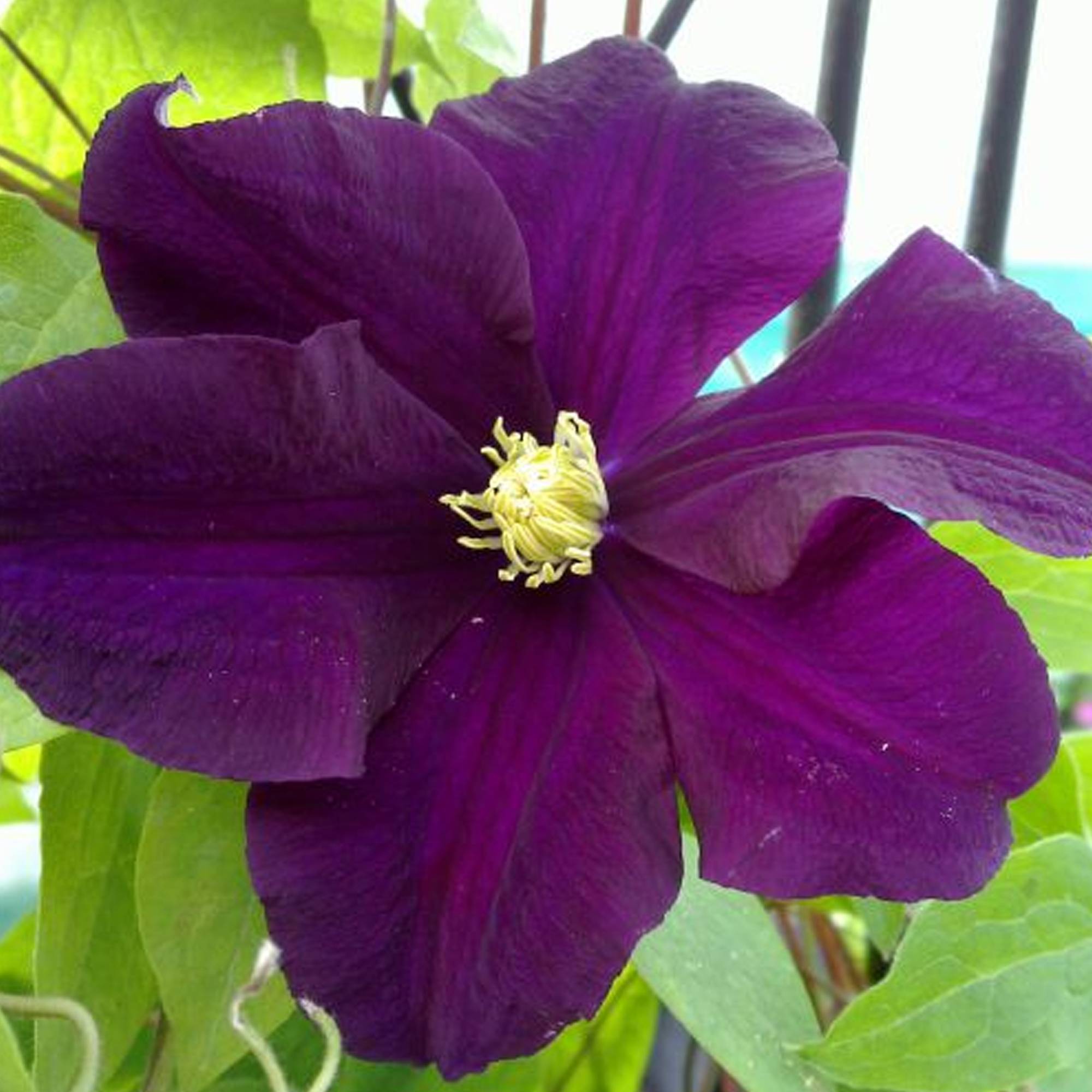 Gardenersdream - Clématite 'Warszawska Nike' plante grimpante à grandes fleurs et feuilles caduques en pot - GardenersDream - Image 2