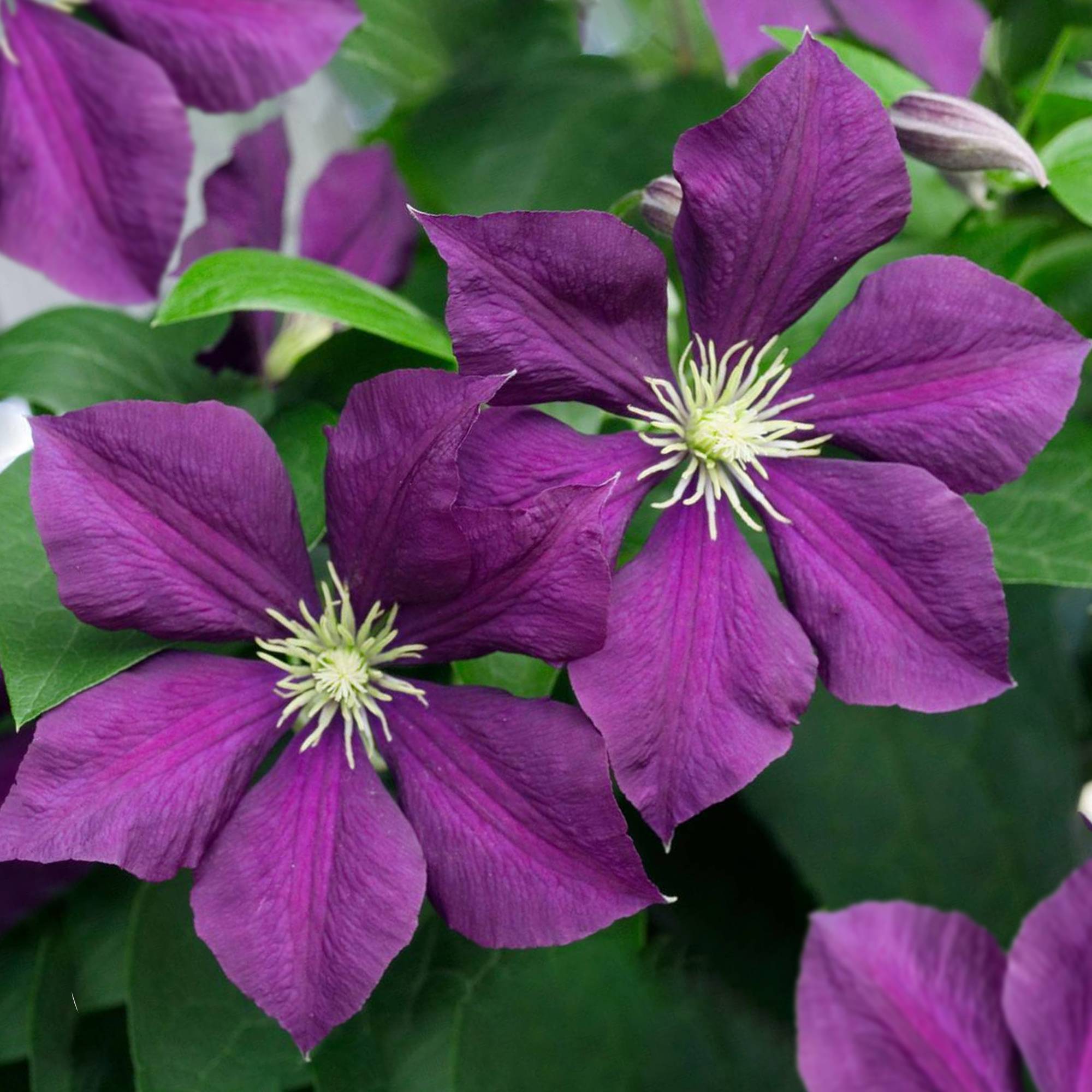 Gardenersdream - Clématite 'Warszawska Nike' plante grimpante à grandes fleurs et feuilles caduques en pot - GardenersDream - Image 1