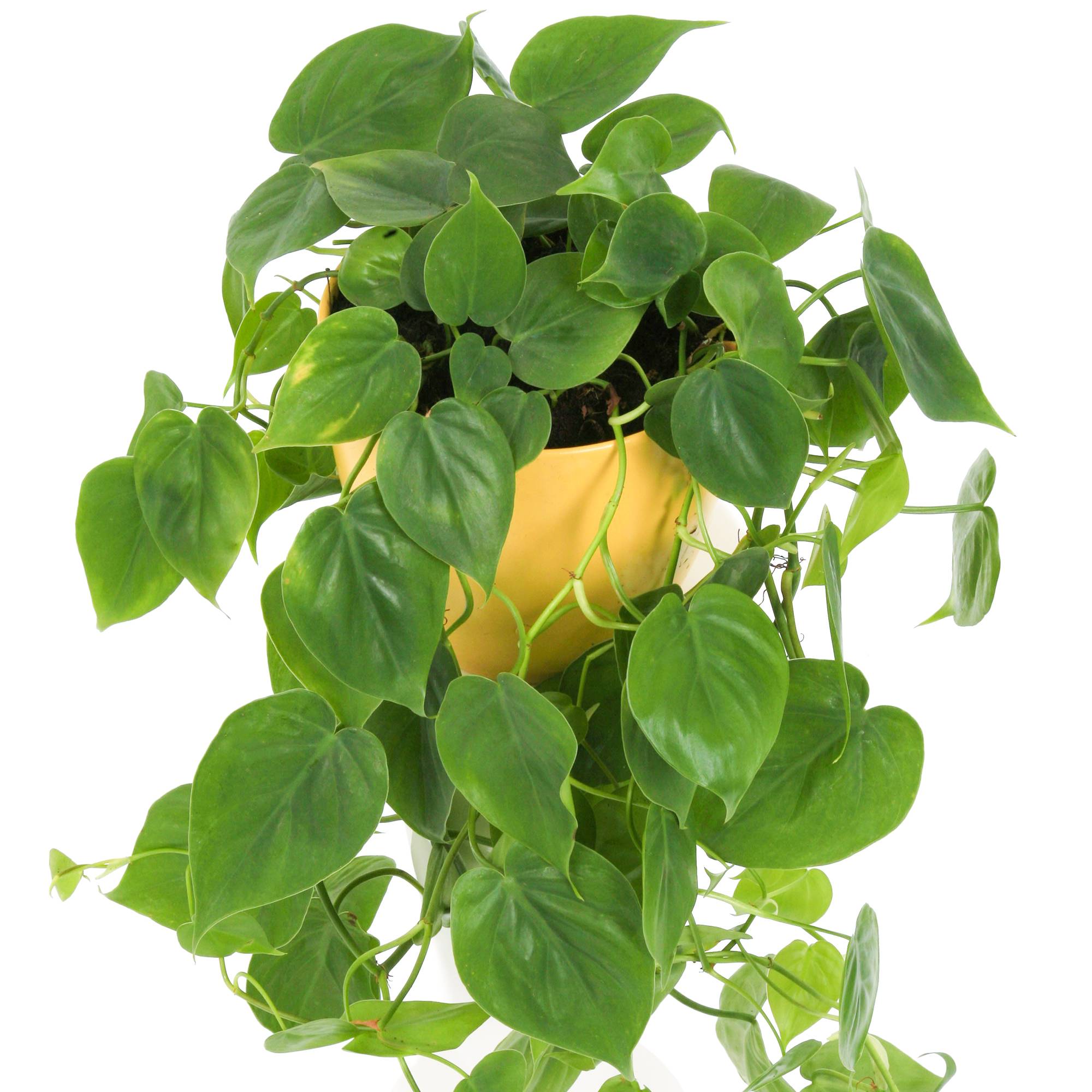 Gardenersdream - 1 X Philodendron Scandens | Plante Grimpante D'Intérieur Dans Un Pot Suspendu - GardenersDream - Image 1