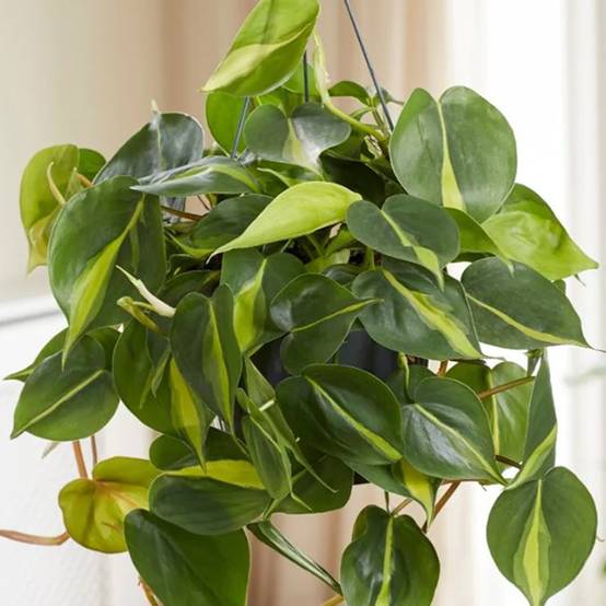 Gardenersdream - 1 X Philodendron Scandens | Plante Grimpante D'Intérieur Dans Un Pot Suspendu - GardenersDream - Image 2