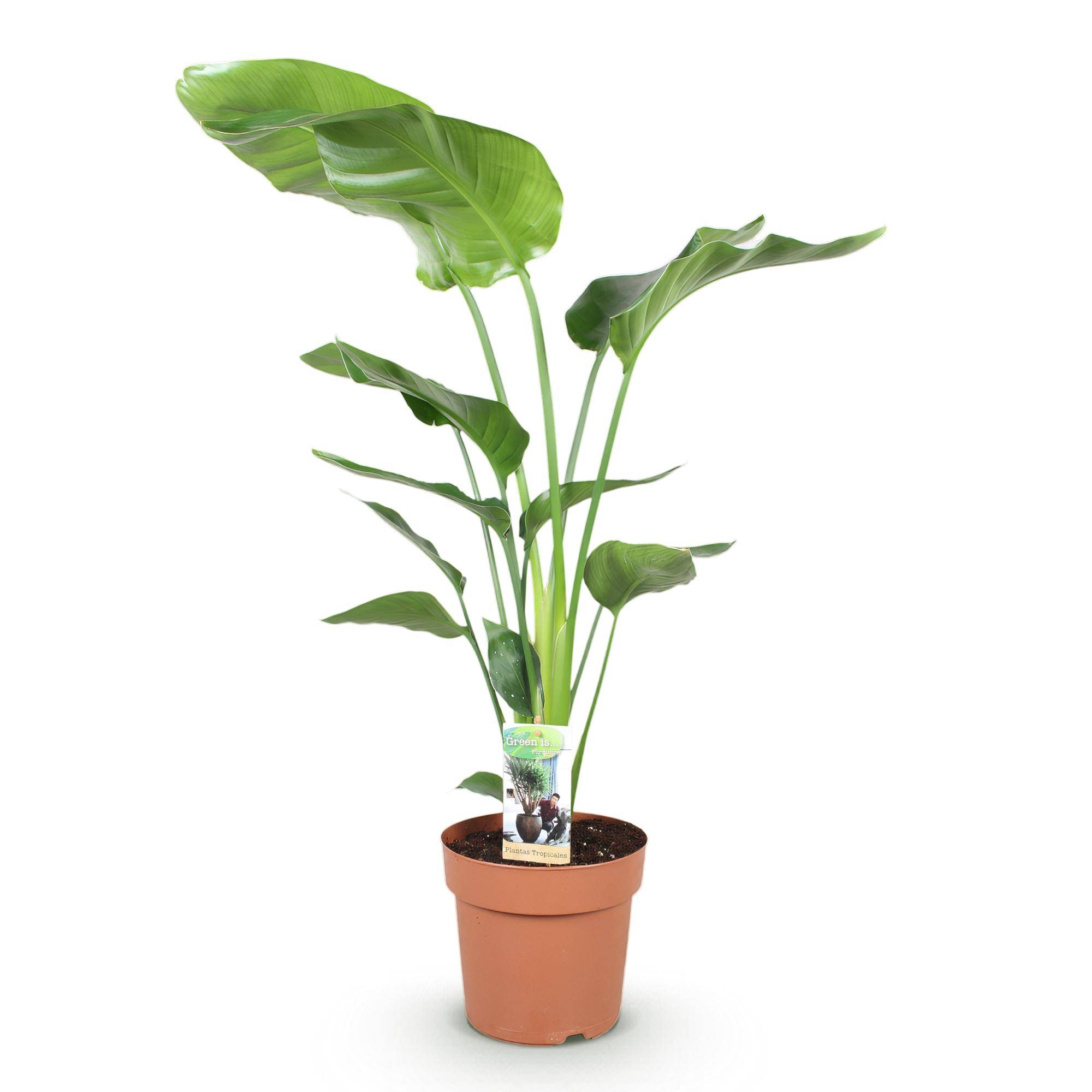Strelitzia Nicolai - Pot de 21cm - Sans cache-pot - Plantes d'intérieur - Image 2