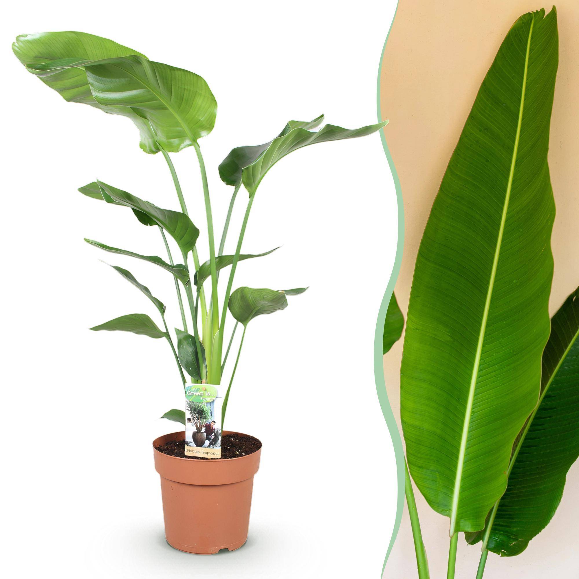 Strelitzia Nicolai - Pot de 21cm - Sans cache-pot - Plantes d'intérieur - Image 1