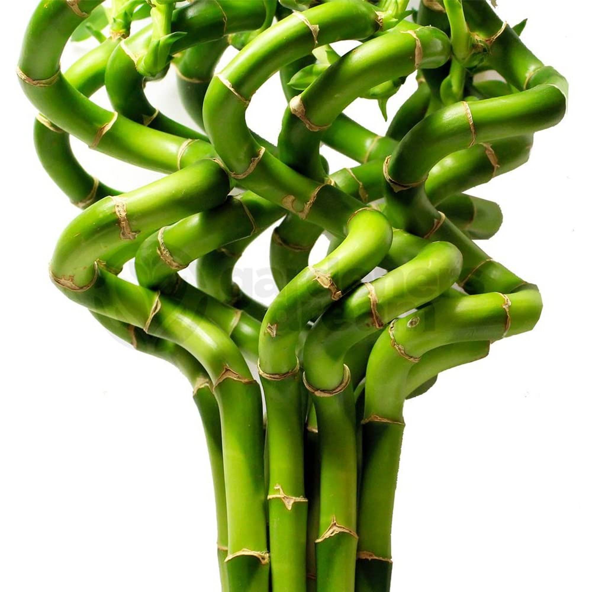 Gardenersdream - Lucky Bambou 30 Cm - 10 Tiges Spiralées - Plante D'Intérieur En Pot Rebord De Fenêtre - GardenersDream - Image 1
