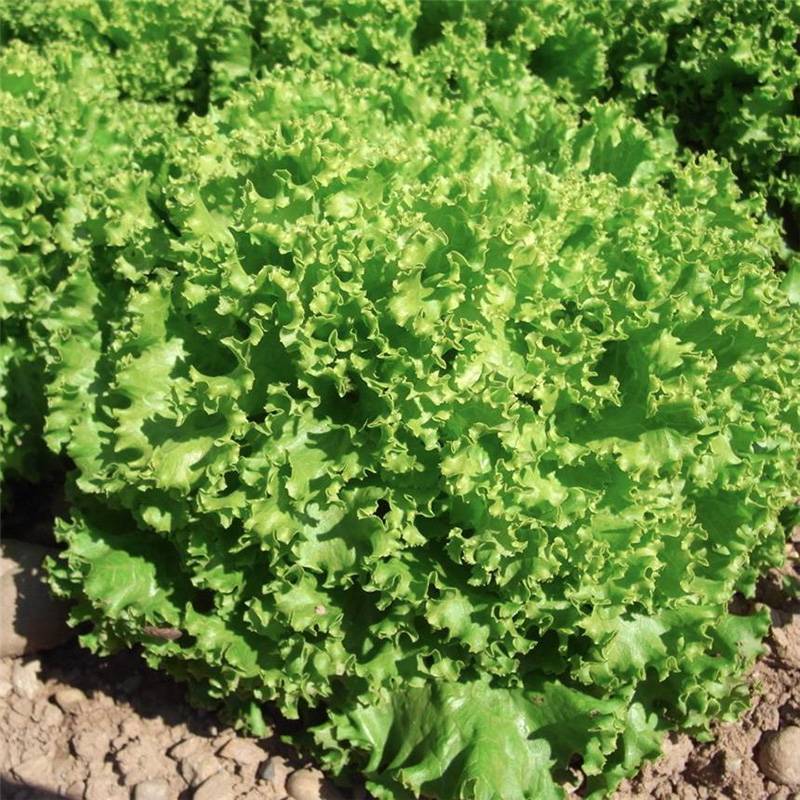 Laitue à couper Lollo Bionda Bio - Ferme de Sainte Marthe le sachet de ...