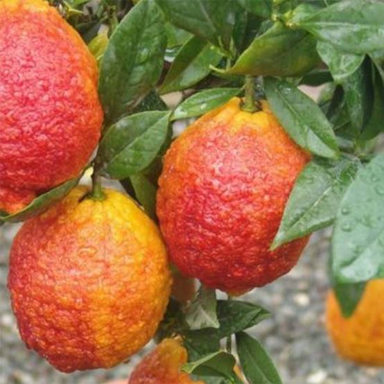 Citrus medica Pigmentata - Cédrat hybride Pot de 4L/5L, 1/4 de tige