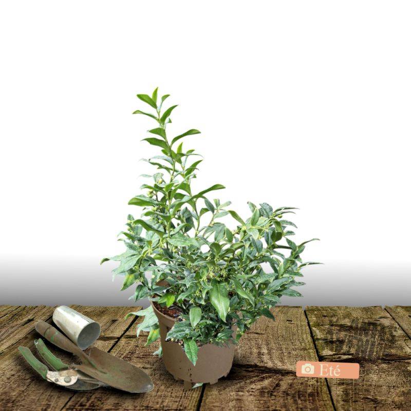 Sarcococca confusa à fleurs Blanche - feuillage Persistant - Pot de 7,5L - 40/60 cm-  hauteur à maturité De 0,50 m à 1,00 m - Image 3