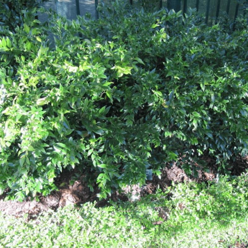 Sarcococca confusa à fleurs Blanche - feuillage Persistant - Pot de 7,5L - 40/60 cm-  hauteur à maturité De 0,50 m à 1,00 m - Image 1