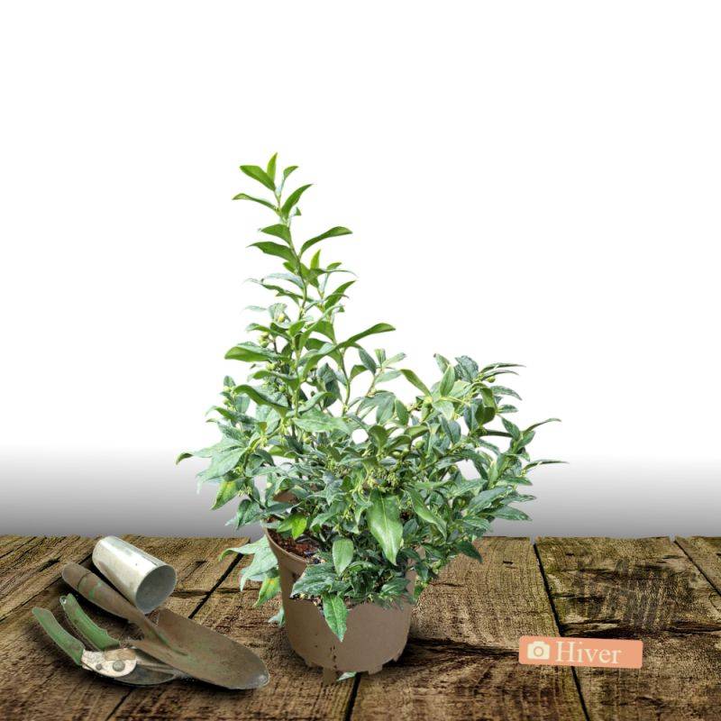 Sarcococca confusa à fleurs Blanche - feuillage Persistant - Pot de 7,5L - 40/60 cm-  hauteur à maturité De 0,50 m à 1,00 m - Image 4