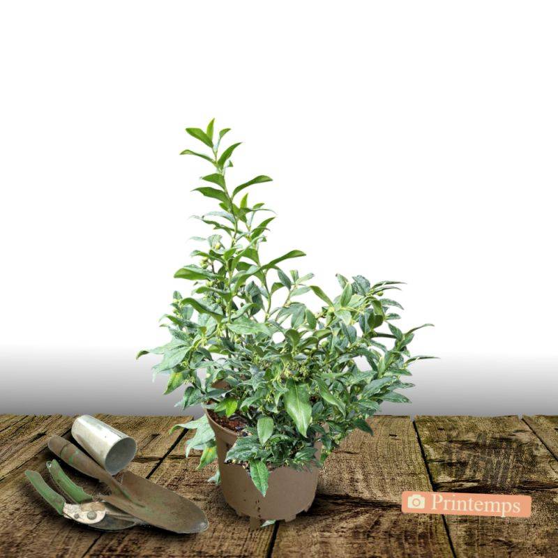 Sarcococca confusa à fleurs Blanche - feuillage Persistant - Pot de 7,5L - 40/60 cm-  hauteur à maturité De 0,50 m à 1,00 m - Image 5