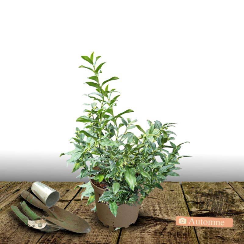 Sarcococca confusa à fleurs Blanche - feuillage Persistant - Pot de 7,5L - 40/60 cm-  hauteur à maturité De 0,50 m à 1,00 m - Image 2