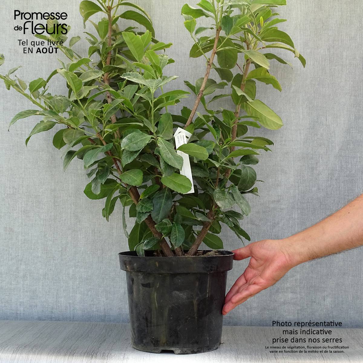 Laurier cerise - Prunus laurocerasus Etna Pot de 4L/5L - Image 2