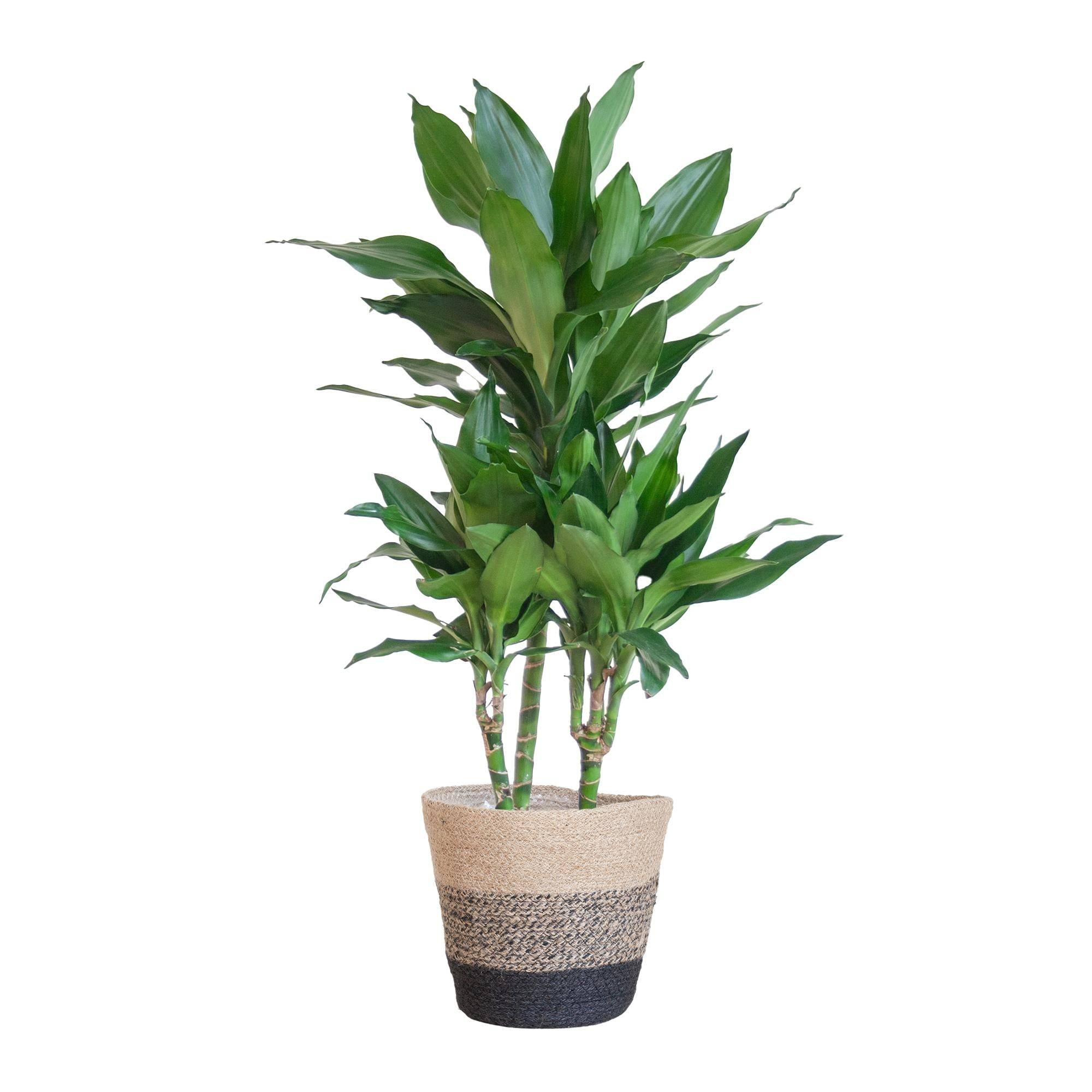 La Green Touch - Dracaena Janet Lindt et son pot- La Green Touch Panier Multicolor - Hauteur 95cm