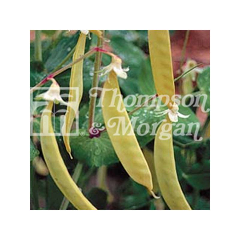 Pois à rames Golden Sweet mangetout - Pisum sativum le sachet de 100 graines environ (25g)