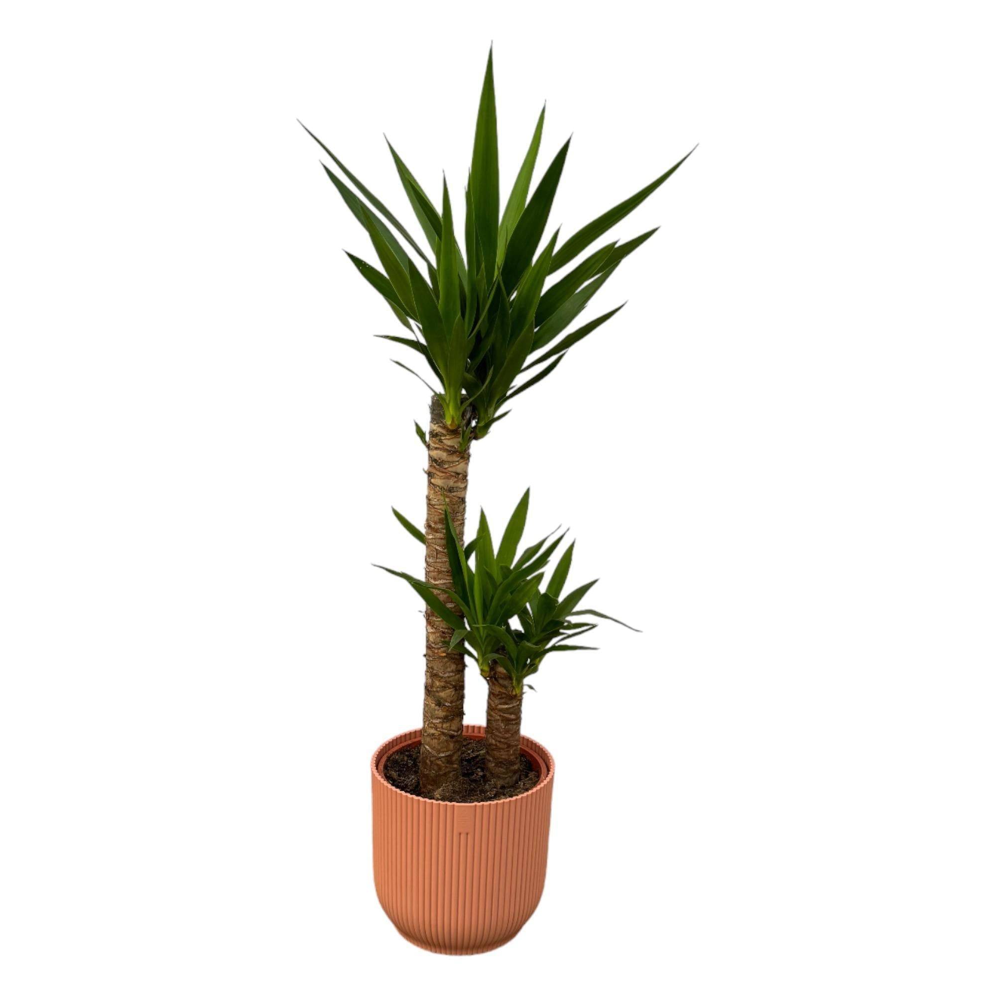 Yucca et son pot- La Green Touch Rose - Hauteur 100cm