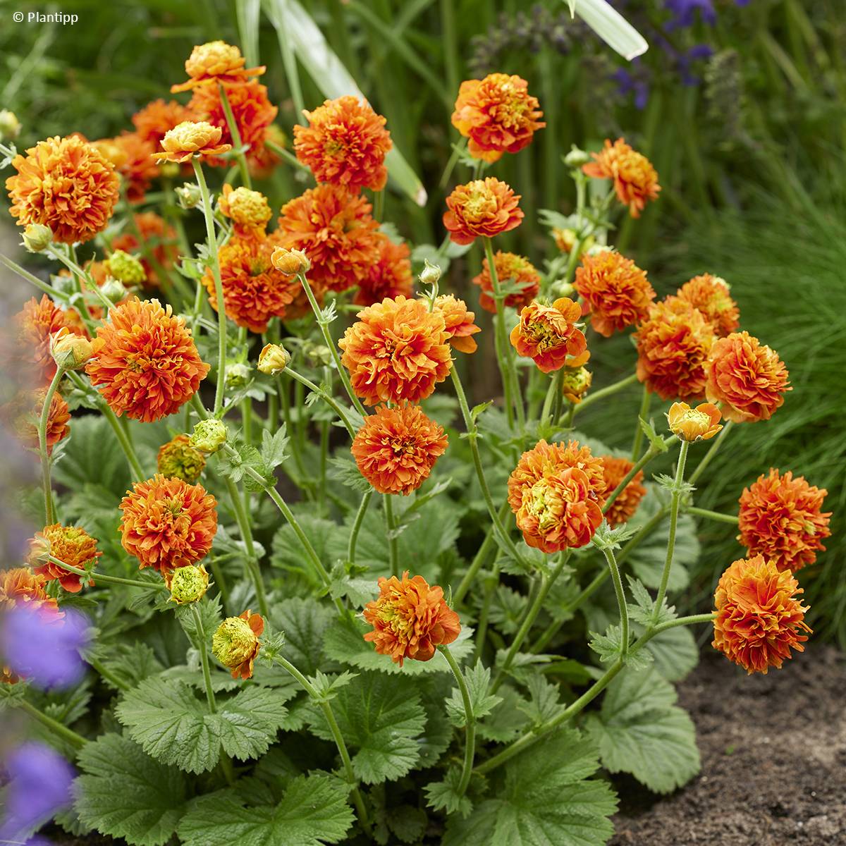 Geum Orange Pumpkin - Benoîte Godet de 7/8 cm