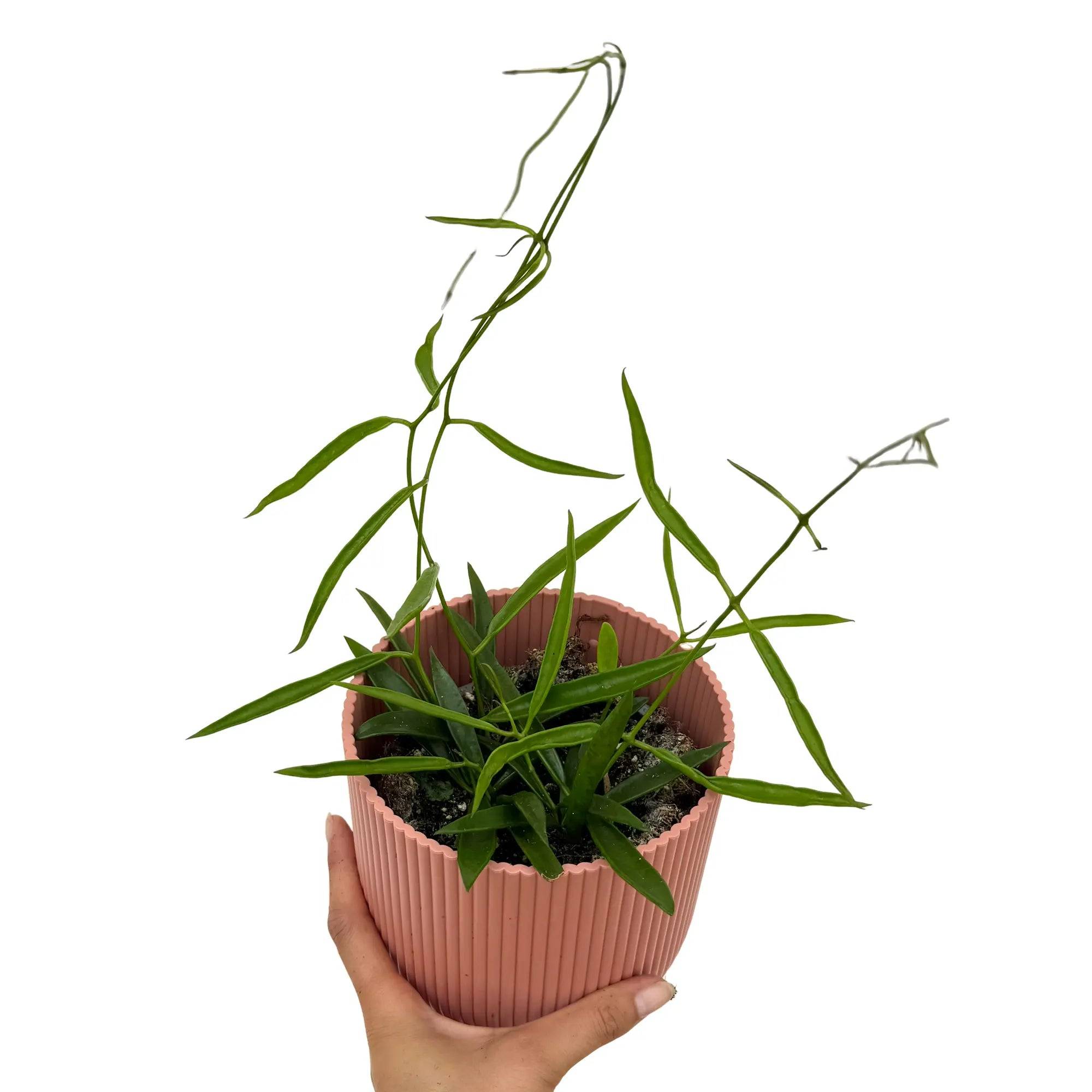 Hoya Longifolia - Pot de 12cm - Plantes d'intérieur - Image 2