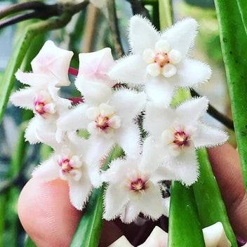 Hoya Longifolia - Pot de 12cm - Plantes d'intérieur - Image 1