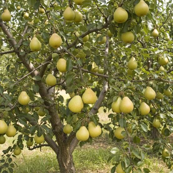 Poirier Delbardélice® 'Delété' - Bon rendement - Pot de 12L - Gobelet 3 ans - LABEL ROUGE - De 3,00 m à 5,00 m - Image 4