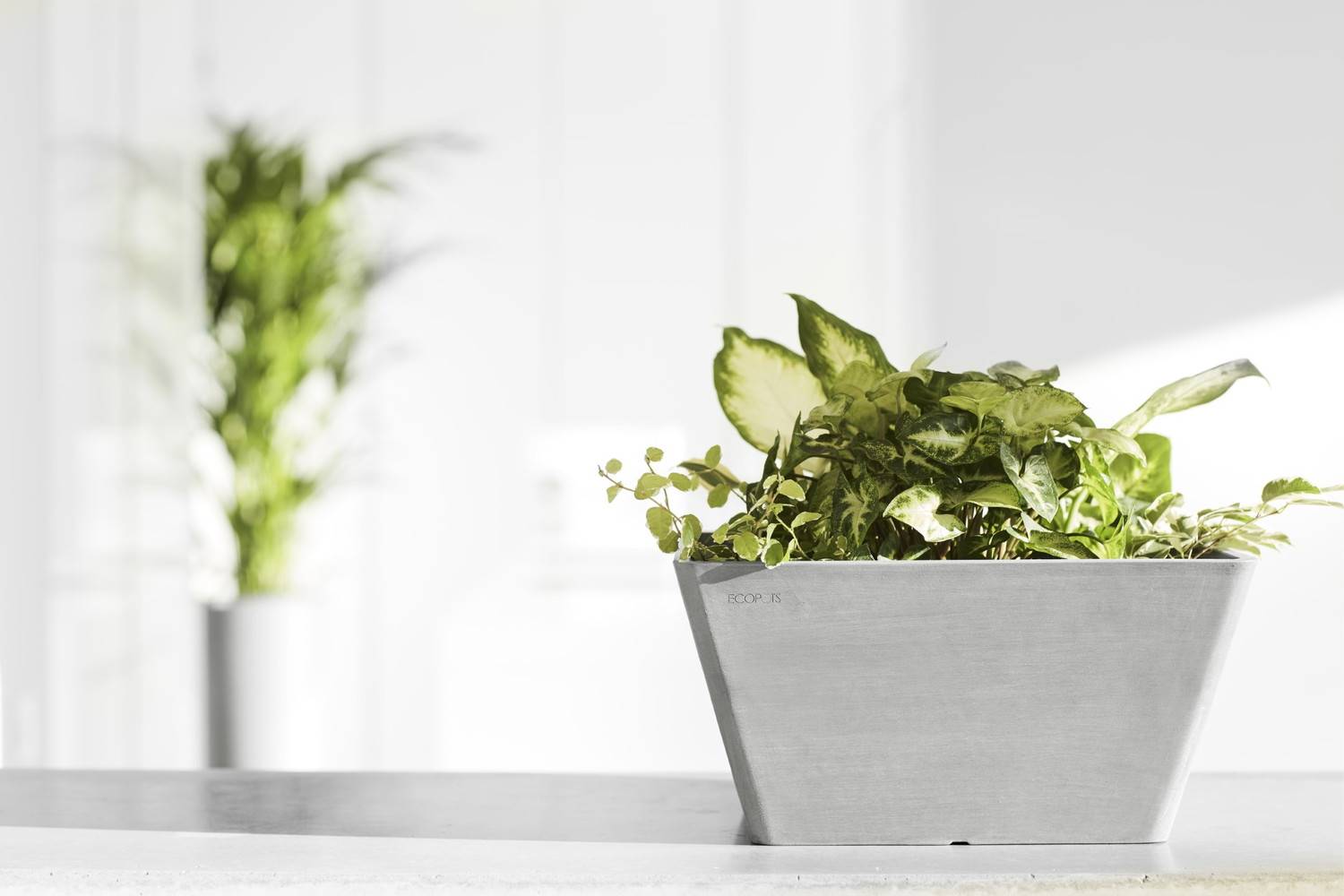 Ecopots - Pot Carré Berlin 30 Blanc Gris - 31 x 31 x H. 15,5 cm - 10 L ECOPOTS - Image 5
