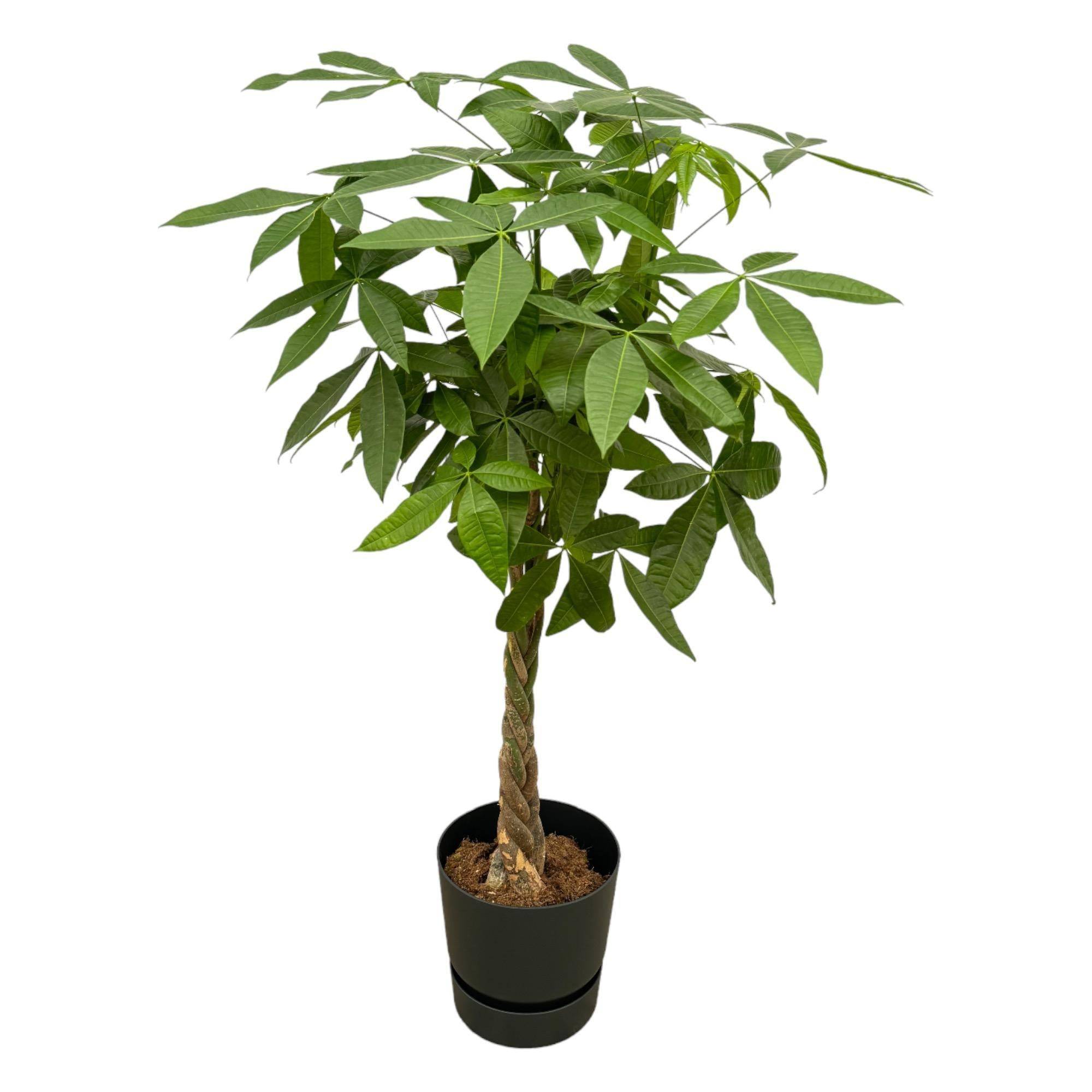 Pachira Aquatica et son pot- La Green Touch Noir + Reservoir - Hauteur 160cm