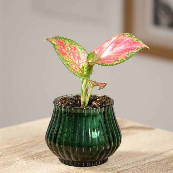 Aglaonema Red Valentine Mini-plante