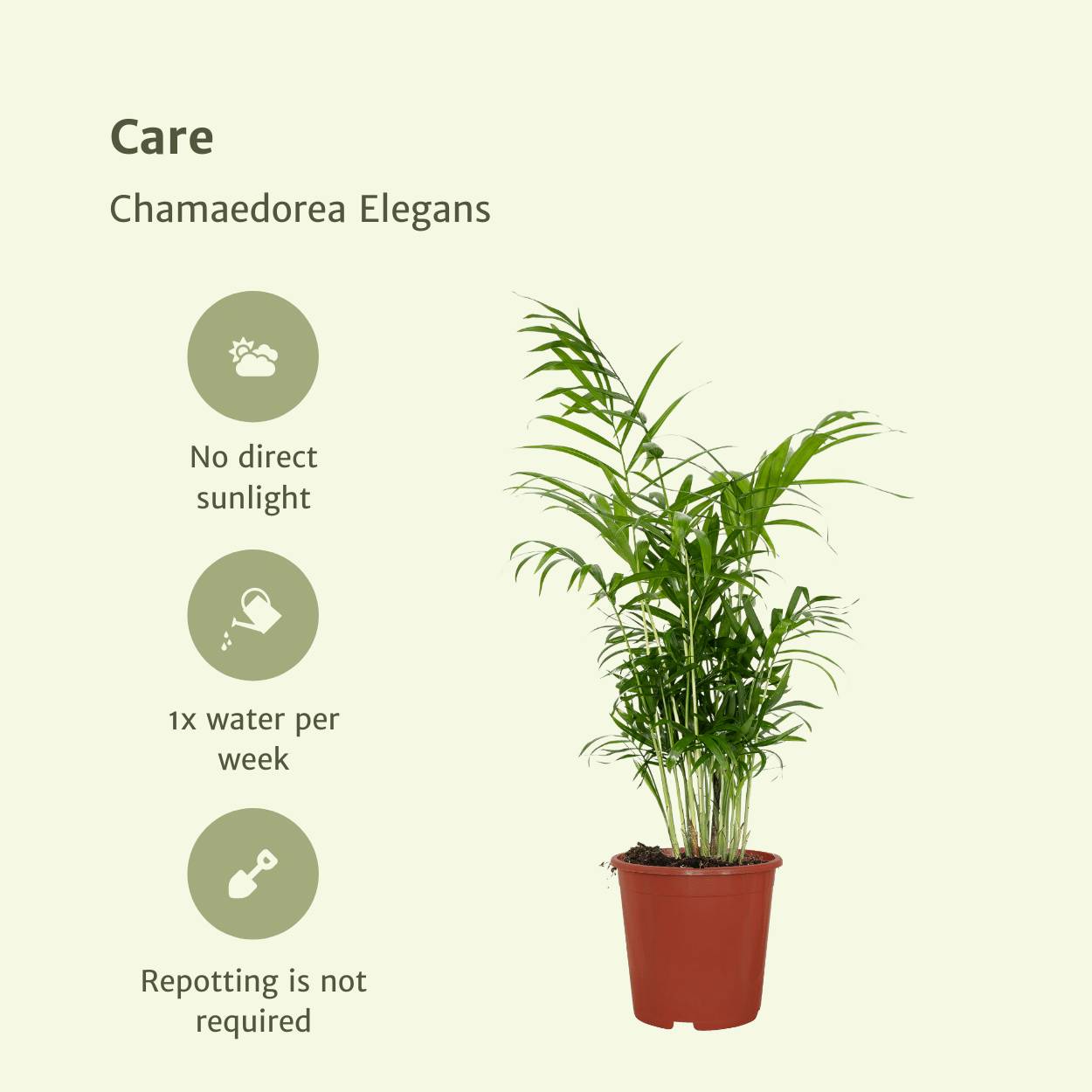 Chamaedorea Elegans (Palmier de Montagne Mexicain) - 2 pièces - Ø17cm - ↕55cm - Plantes d'intérieur - Image 5