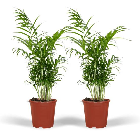 Chamaedorea Elegans (Palmier de Montagne Mexicain) - 2 pièces - Ø17cm - ↕55cm - Plantes d'intérieur - Image 1