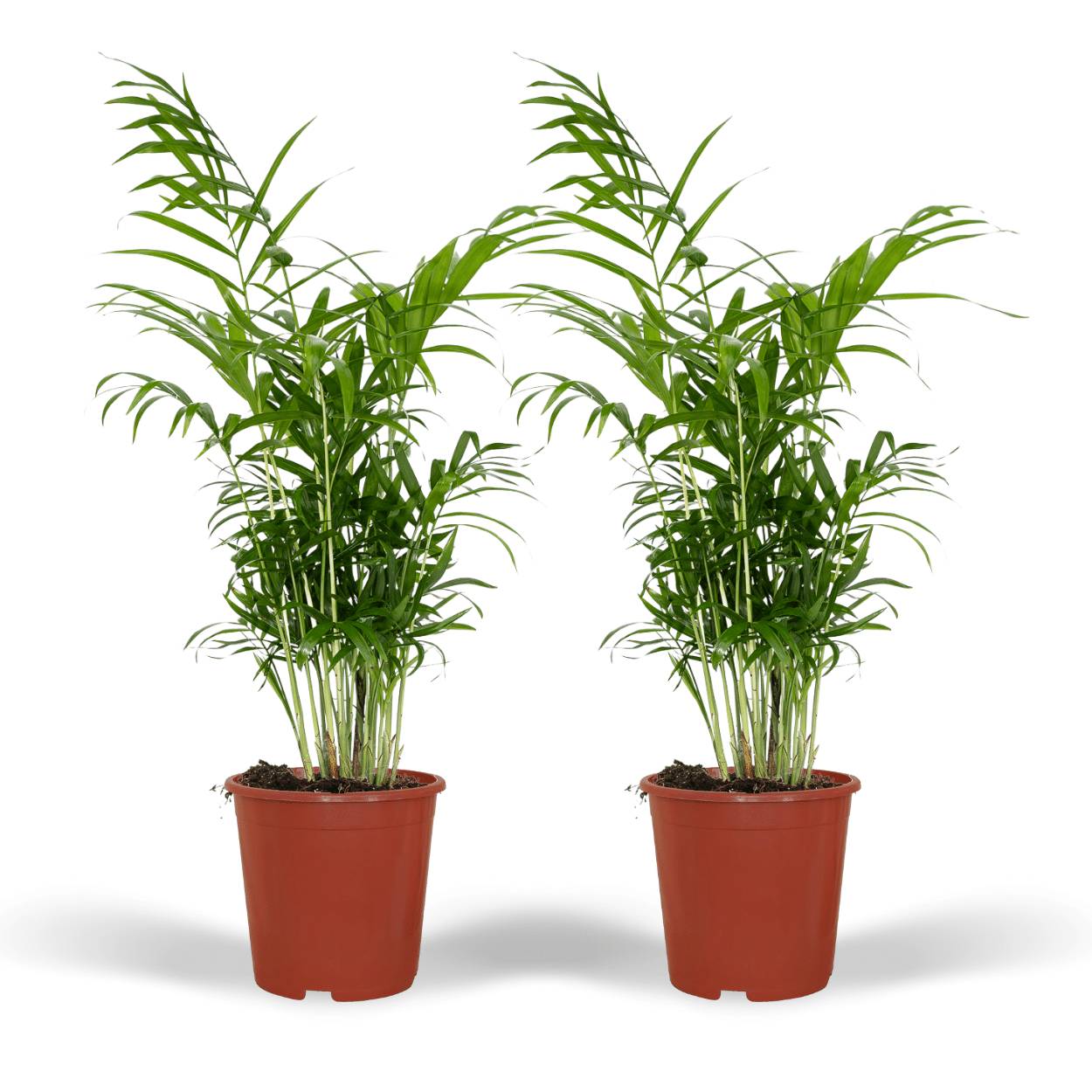 Chamaedorea Elegans (Palmier de Montagne Mexicain) - 2 pièces - Ø17cm - ↕55cm - Plantes d'intérieur - Image 1