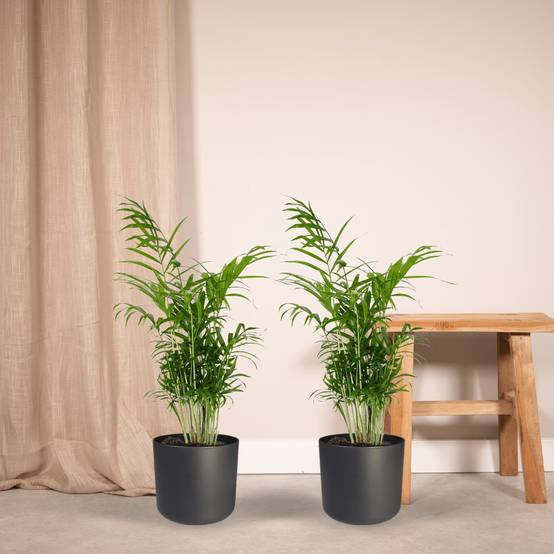 Chamaedorea Elegans (Palmier de Montagne Mexicain) - 2 pièces - Ø17cm - ↕55cm - Plantes d'intérieur - Image 2