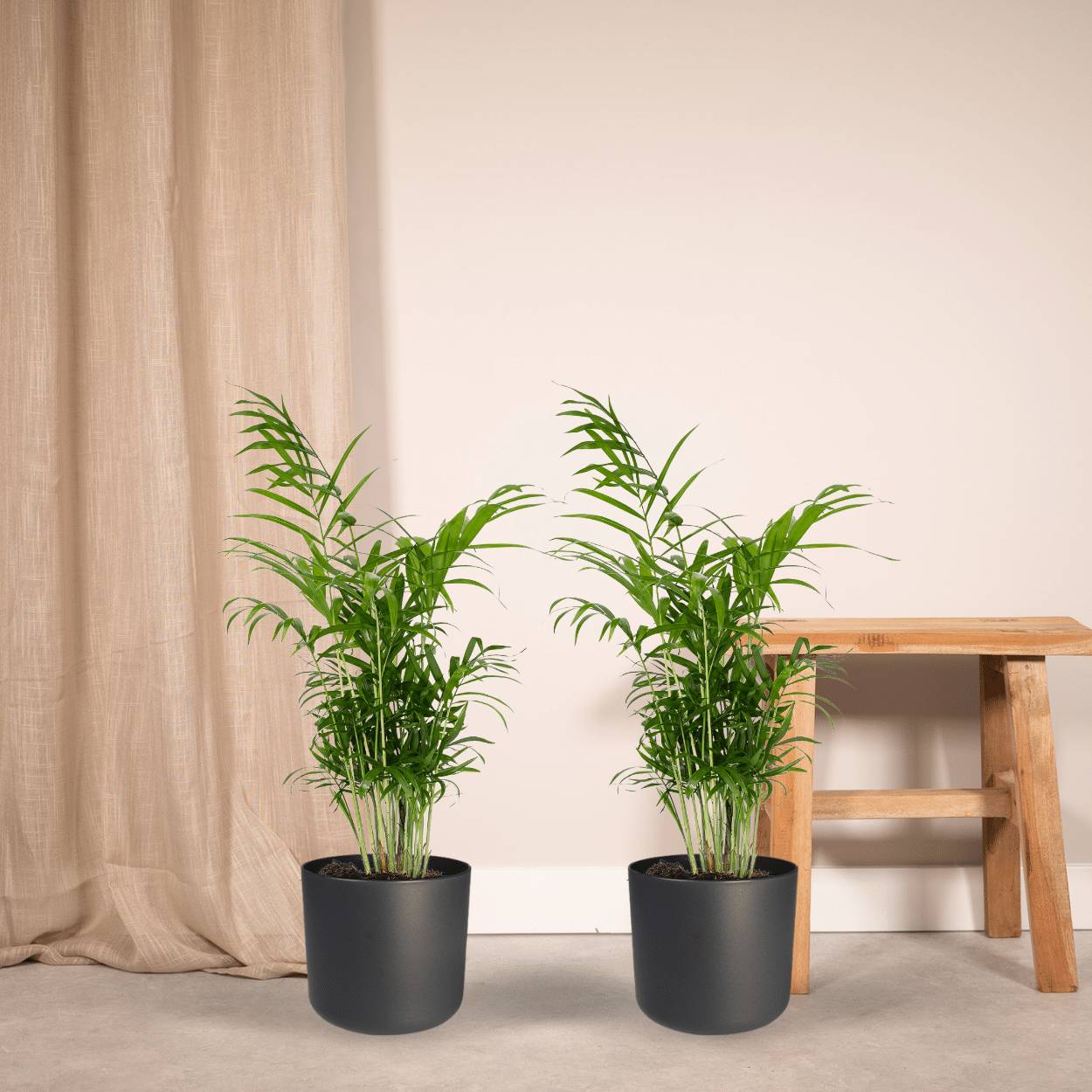 Chamaedorea Elegans (Palmier de Montagne Mexicain) - 2 pièces - Ø17cm - ↕55cm - Plantes d'intérieur - Image 2