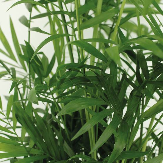Chamaedorea Elegans (Palmier de Montagne Mexicain) - 2 pièces - Ø17cm - ↕55cm - Plantes d'intérieur - Image 3