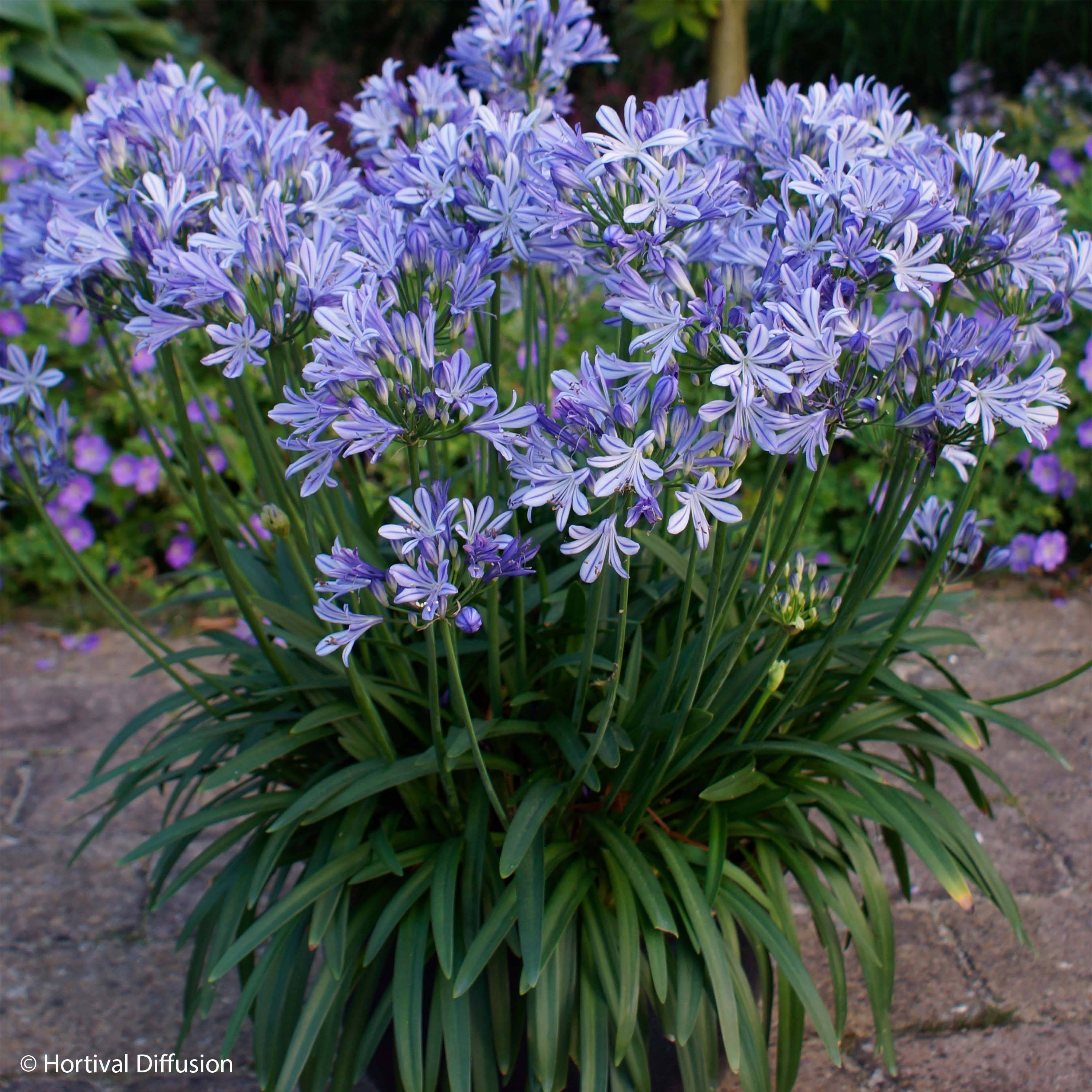 Agapanthe Charlotte Pot de 2L/3L