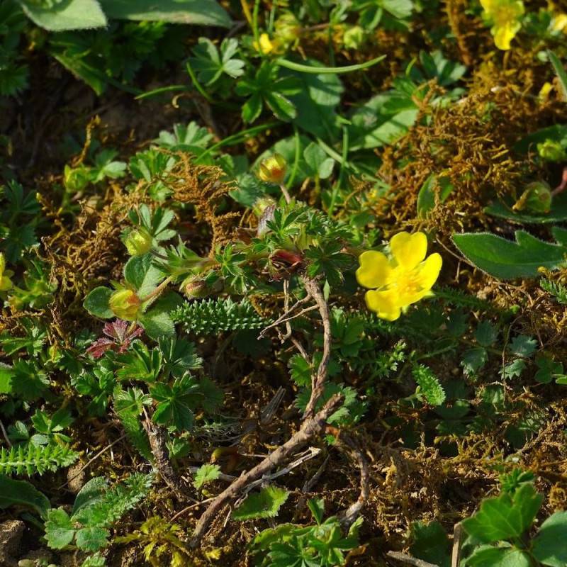 Faux fraisier jaune, Walsdteinia à fleurs Jaune/ - feuillage Semi-Persistant - Godet - 5/20 cm - Image 2