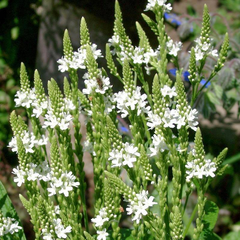Verveine hastée White Spires - Verbena hastata White Spires Godet de 8/9 cm