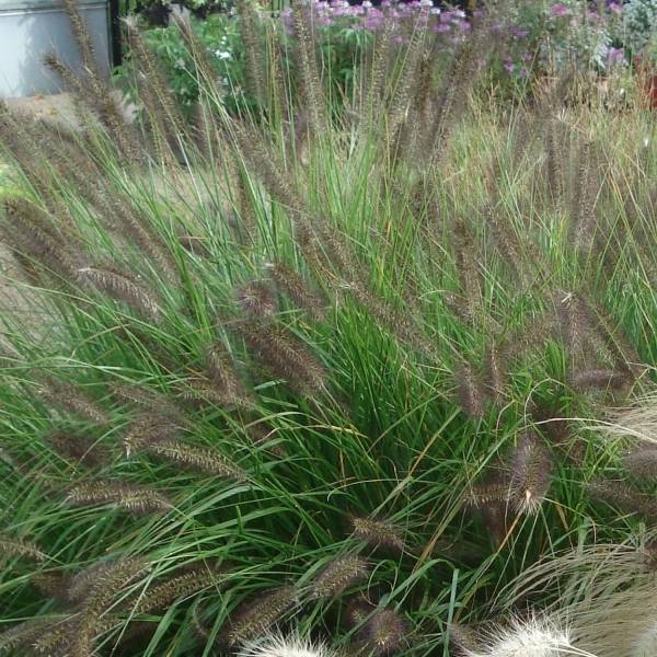 Promesse de Fleurs - Pennisetum alopecuroïdes Moudry - Herbe aux écouvillons Pot de 2L/3L