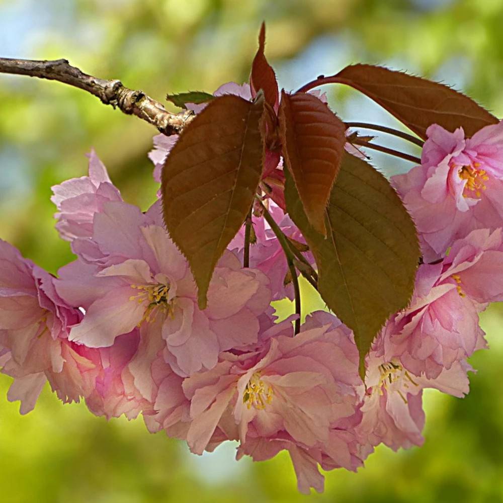 Prunier myrobolan pourpre à fleurs Rose/ - feuillage Caduc - Pot de 7,5L - 100/150 cm - Image 1