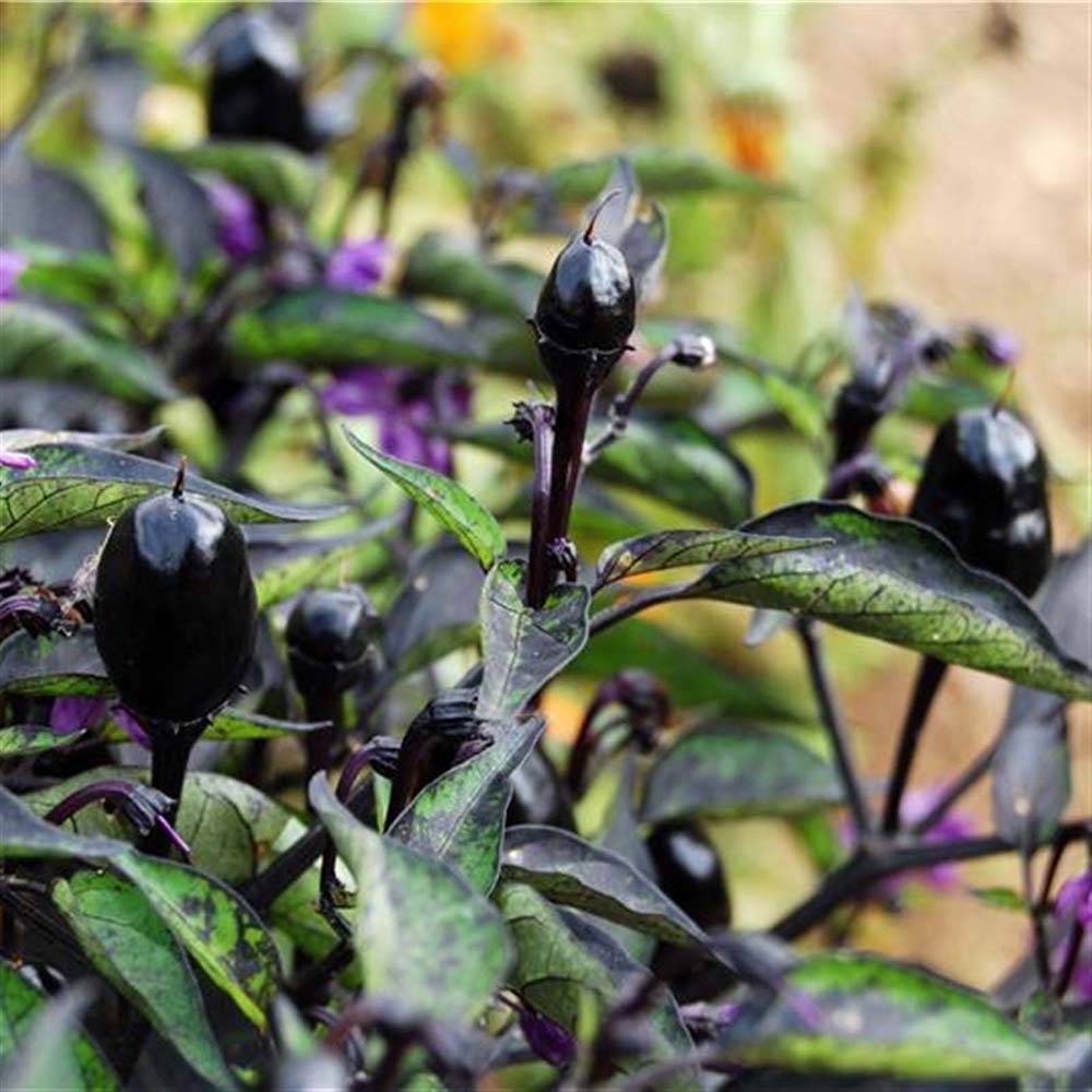Piment Purple Bio - Ferme de Ste Marthe Sachet de 30 graines
