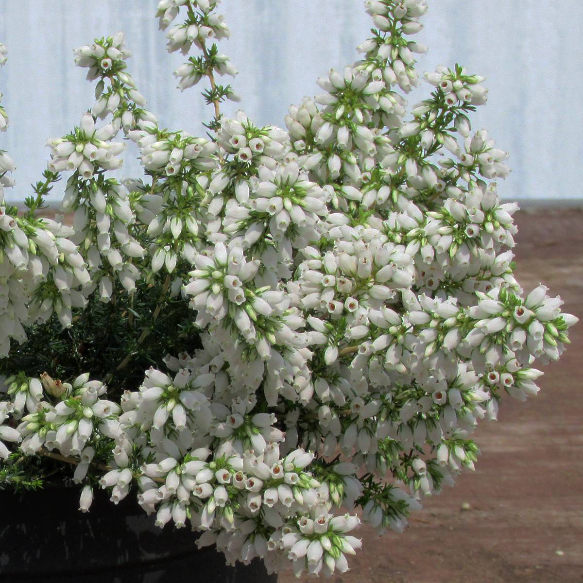 Promesse de Fleurs - Bruyère cendrée - Erica cinerea f. alba Pot de 12 cm / 13 cm