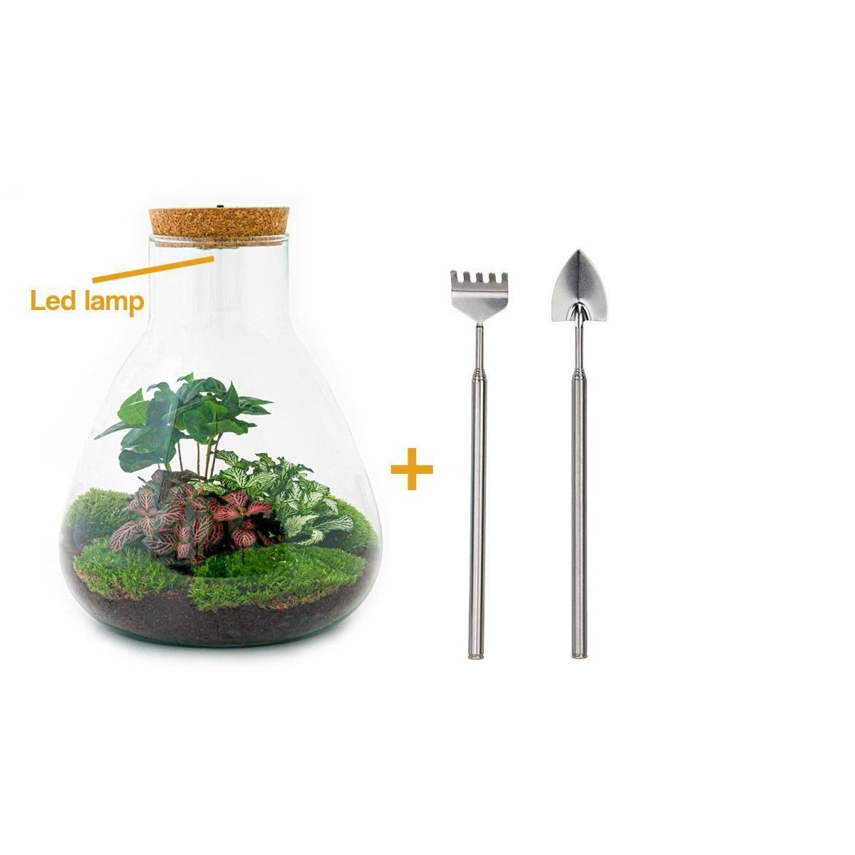 La Green Touch - Kit Terrarium DIY - SAMOS- La Green Touch Avec LED Caféier + Fittonia rouge et Verte - Pelle + rateau