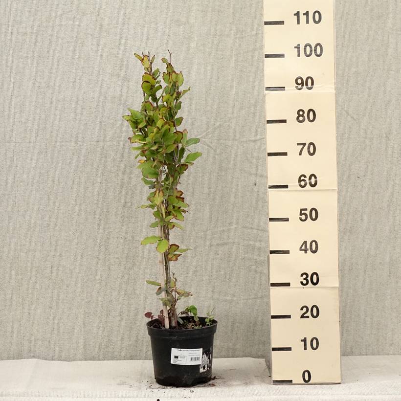 Fagus sylvatica Dawyck Gold - Hêtre fastigié doré Pot de 4L/5L - Image 2