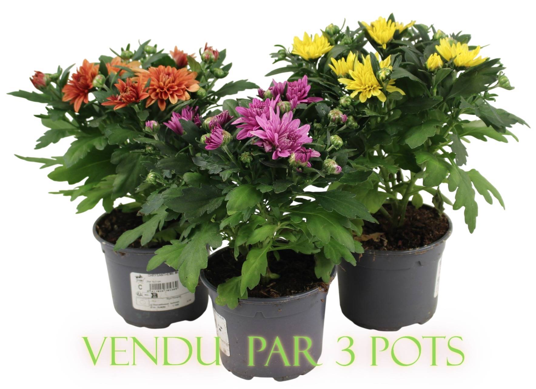 Fleuron D'Anjou - Chrysanthème multifleur en lot de 3 pot 10,5 cm