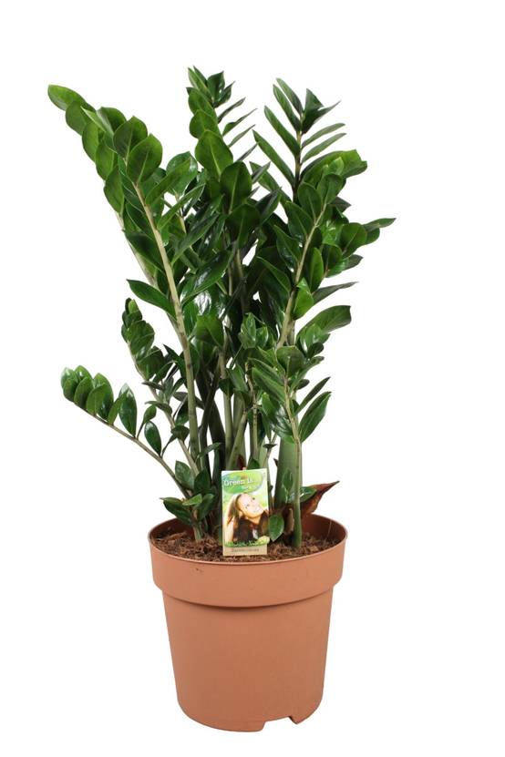 Zamioculcas Zamiifolia 110cm - Plante d'intérieur- La Green Touch - Image 2