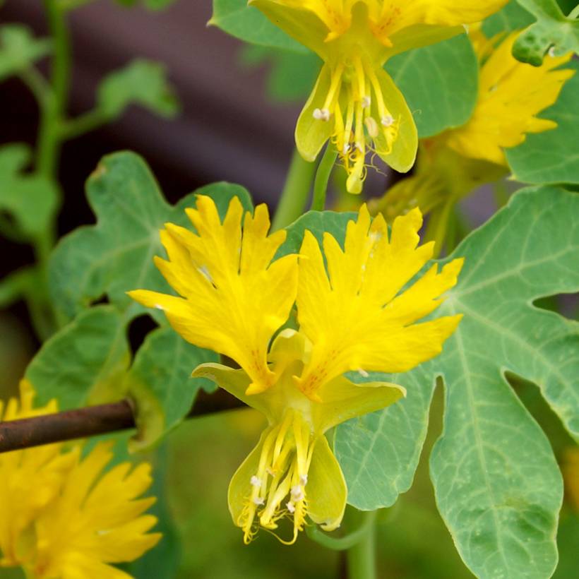 Graines de Capucine des Canaries - Tropaeolum peregrinum le sachet de 15 graines environ (1,2g)