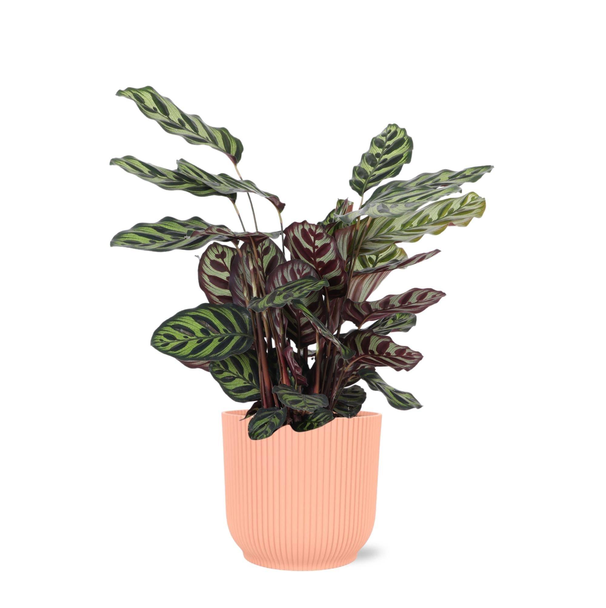 La Green Touch - Calathea Makoyana et son pot- La Green Touch Relief Rose - Hauteur 70cm